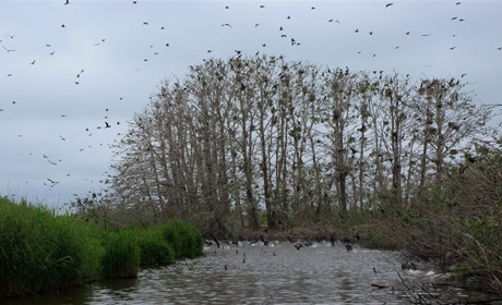 До Мертвого лісу: Нижньодністровський нацпарк анонсував туристичний маршрут неподалік Біляївки