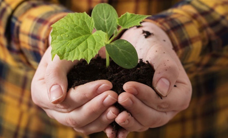 9 рослин, які варто посадити до травневих свят, щоб раніше отримати перший врожай