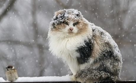 На вихідні на Кагарличчині очікується значне зниження нічної температури