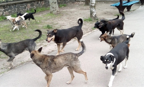 Окупанти почали відстрілювати безпритульних собак на ТОТ Херсонщини