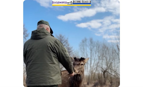Олень Борис повернувся в Зарічне: цього разу не сам