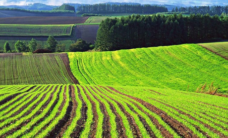 Зміни у сфері оренди земель під час воєнного стану