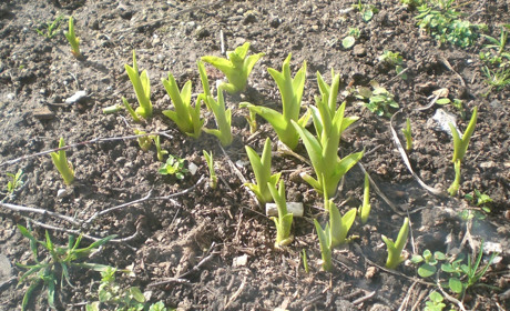 Весна буде ранньою і теплою