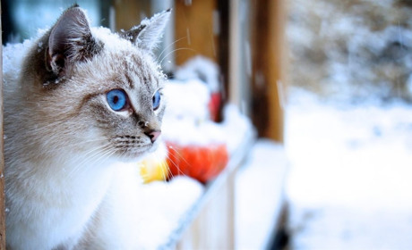 На Сумщині на вихідних прогнозують "плюси" та сніг із дощем