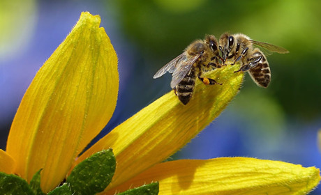 У Сватовому відбудеться нарада для бджолярів, фермерів та одноосібників району. Що обговорюватимуть