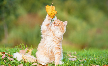 Найближчими днями на Сумщині - без опадів та до +27: що прогнозують синоптики