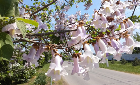 Переяславська ЗОШ №3 виграла саджанці павловнії