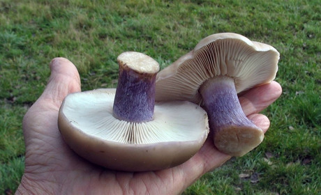 Грибной год: не для всех «тихая охота» миновала без печальных последствий