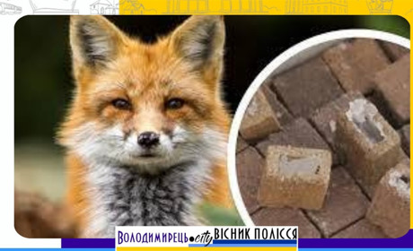 На території Локницької та Зарічненської територіальних громад будуть розкидати вакцину від сказу