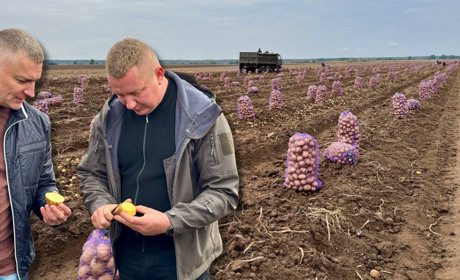З 7 до 97 гектарів: як підприємство із Сарненщини вирощує третину картоплі області