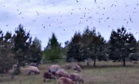 Нашестя мошки на Поліссі: скільки триватиме і що з цим робити