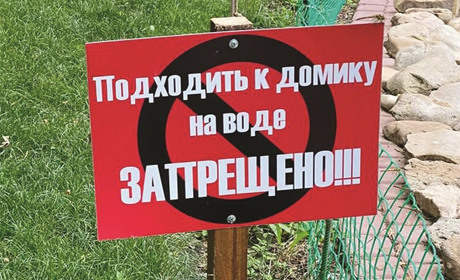 Черные лебеди из мелитопольского парка поступили непрогнозируемо и готовят сюрприз