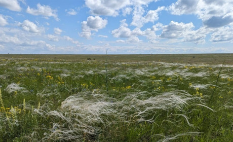 Як відновлюватимуть південні степи після війни: стартував пілотний проєкт