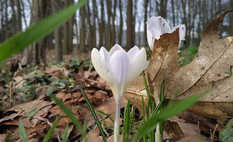 Якою буде погода у Гадячі в перший тиждень весни