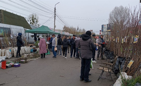 На базарі у Переяславі саджанці капусти продавали по 70 гривень за десяток, кущики полуниці – по 15