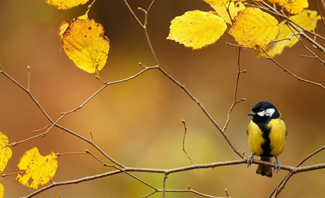 Погода на початку тижня: що прогнозують синоптики Сумщини та України
