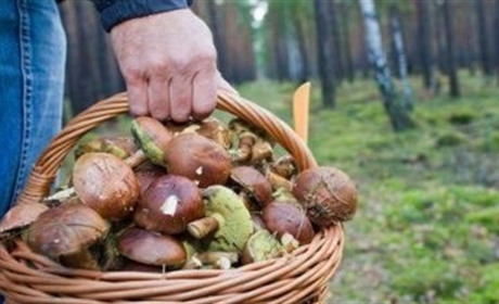 Уряд збільшив штрафи за заготівлю сіна та збір грибів і ягід
