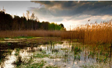 Чернобыльский заповедник вошел в перечень природоохранных зон мира