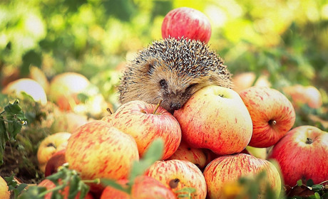 На Сумщині трохи дощитиме. Яку погоду підготував нам кінець вересня?