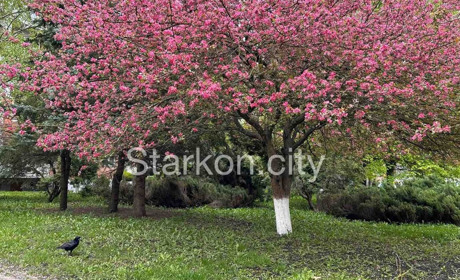 Погода у Старокостянтинові на 22-28 квітня: коли потеплішає