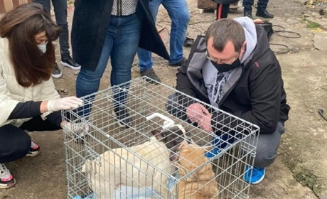 Голодували і хворіли: у Фастові врятували собак, яких тримали в антисанітарних умовах