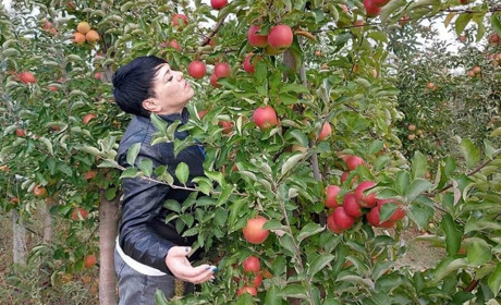 Яблуневий рай на пазлах від Мелітополь.Сіty. Гайда з нами до розваг!