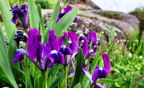 Збери з пазлів весняні квіти о. Хортиця