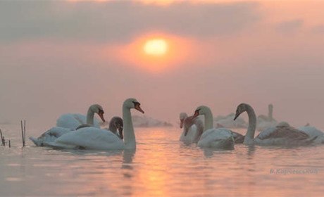 Лебеді на водосховищі ХАЕС масово зимують вже 15 років