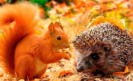 Сумські синоптики прогнозують: на вихідних на Сумщині дощитиме