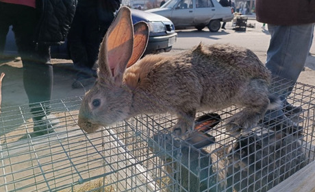 На базарі у Переяславі вже продавали курей і кролів, а тюльпани подешевшали до 35 гривень