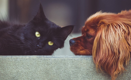 У дію вступив зоозахисний закон: нововведення починають працювати з 8 листопада