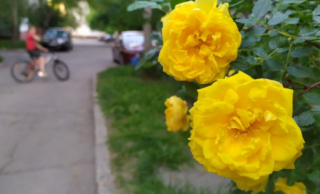 Літня погода: Прогноз на останні вихідні травня в Умані