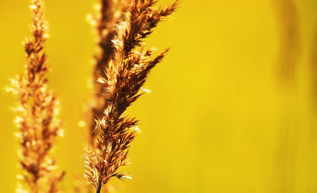 Спека триматиметься: якою буде погода у Сватовому і районі з 17 по 23 червня