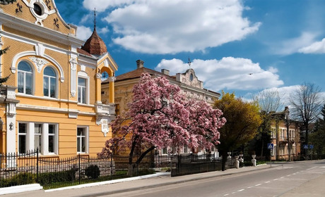 Головна магнолія Дрогобича: поки львів'яни стояли у черзі, дрогобичани робили фото