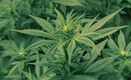 Сразу в трех населенных пунктах полицейские "накрыли" плантации конопли