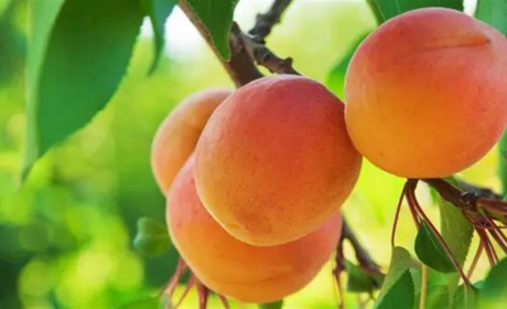 Що важливіше при виборі саджанця абрикоса: сорт чи підщепа