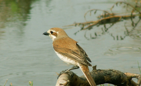 10 самых приметных соседей по даче: как отличить от воробья жулана и зачем удод дурно пахнет