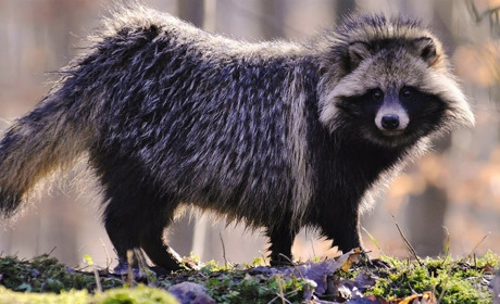 У Сватівському районі проти сказу вакцинуватимуть диких тварин: подробиці