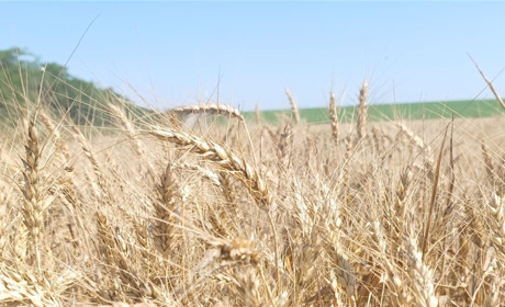 Жнива на Донеччині: аграрії збирають врожай