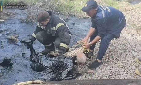 Шосткинець потрапив у пастку, випасаючи худобу