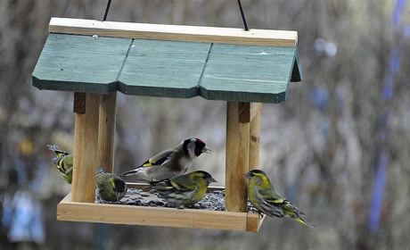 Нова виставка в музеї. Щедра годівниця