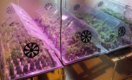 Житель Кагарлика вирощував у підвалі коноплі