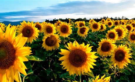 Аграрії з прифронтових та постраждалих територій безоплатно отримають насіння соняшника