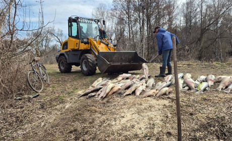 У Мені масово загинула риба: водойму вже очистили, причину з’ясовують