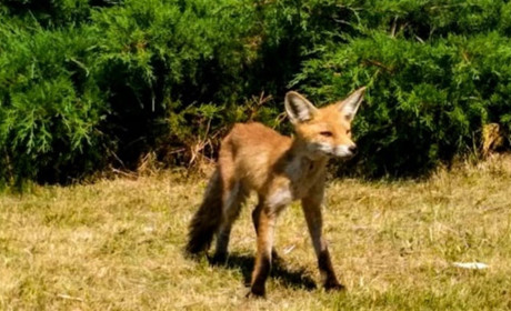 Біля будинку культури в Улашківцях Чортківського району живе лис, дружній до людей
