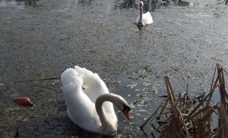 У Миколаївку третій рік поспіль повертаються лебеді