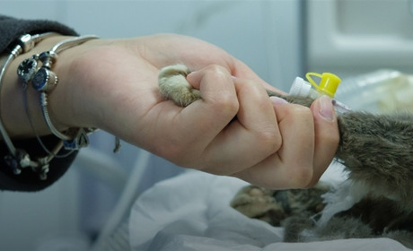 У Гадячі стартує Програма безкоштовної стерилізації безпритульних тварин