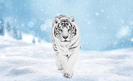 Що зірки нам пророкують: гороскоп на січень 2022 року