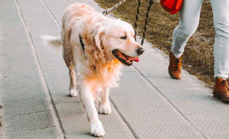 Нові правила догляду за тваринами: що змінилося з 1 березня