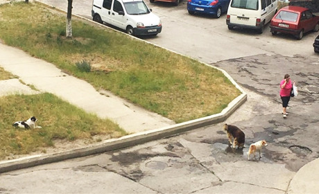 У Вараші безпритульні собаки агресивно ведуть себе на вулицях, інколи навіть нападають на перехожих
